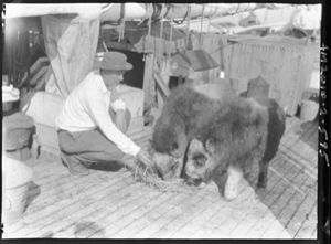 Image: Man feeds 2 musk-oxen (Shannon and Maureen) on deck